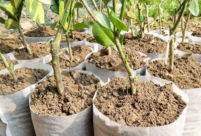 Biodegradable Planter Bags Misconceptions & Truths Explained