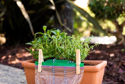 Best Self-Watering Planter Tools & Pollen Control Options