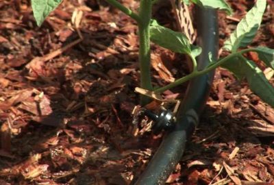 Common Drip Irrigation Kit Issues & Solutions for Gardens