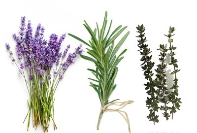 Pollen-Free Gardening: Lavender vs. Thyme Comparison Guide