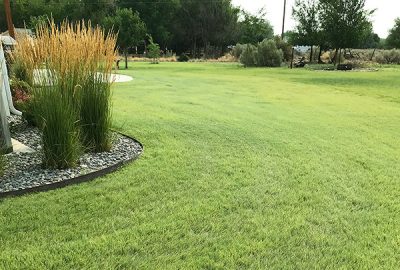 Buffalo Grass Allergy Solutions, Pollen Relief & Effects