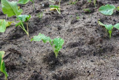 Organic Soil for Native Plants & Best Gardening Options