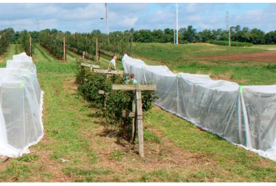 Urban Garden Success Tips with Pollinator Exclusion Nets & Benefits