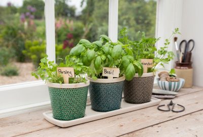 Low-Allergen Herb Garden Window Sill Transformation Guide