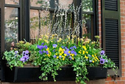 Urban Self-Watering Window Boxes Guide & System