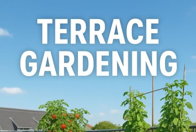 Pollen-Free Terrace Garden Best Plants Tips & Guide