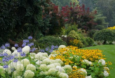 Best Low Maintenance Garden Plant Kits