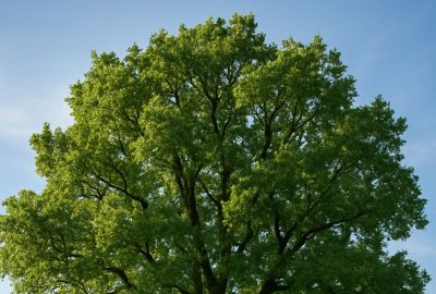 Best Low Pollen Native Trees, Shrubs & Perennials Rockford IL