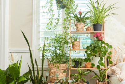 Indoor Flowering Plants Guide & Tips for Sustainable Urban Gardening