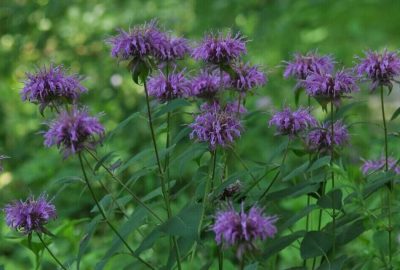 Chicago Shade Plants Guide & Best Planting Tips