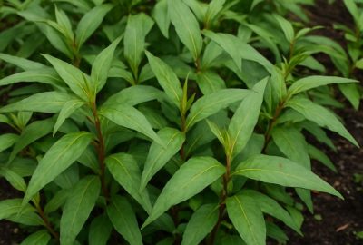 Best Specialty Herb Gardens Tips & Ideas Aurora IL