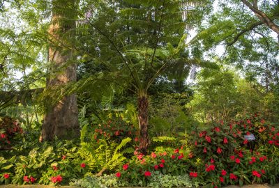 Best Pollinator Friendly Shade Garden Ideas Chicago