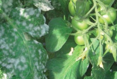 Disease-Resistant Plant Varieties: Top Varietals & Varietal Types